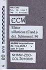 Etikette zu Nipponoelater silheticus (NHMW-ZOO-COL-0010808)